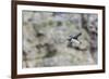 Atlantic Puffin (Fratercula Arctica)-Michael Nolan-Framed Photographic Print