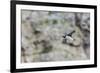 Atlantic Puffin (Fratercula Arctica)-Michael Nolan-Framed Photographic Print