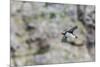 Atlantic Puffin (Fratercula Arctica)-Michael Nolan-Mounted Photographic Print