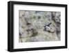 Atlantic Puffin (Fratercula Arctica)-Michael Nolan-Framed Photographic Print