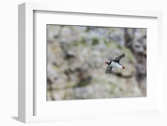 Atlantic Puffin (Fratercula Arctica)-Michael Nolan-Framed Photographic Print