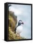 Atlantic Puffin (Fratercula Arctica)-Arctic-Images-Framed Stretched Canvas