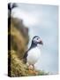 Atlantic Puffin (Fratercula Arctica)-Arctic-Images-Stretched Canvas