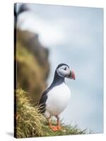 Atlantic Puffin (Fratercula Arctica)-Arctic-Images-Stretched Canvas