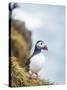 Atlantic Puffin (Fratercula Arctica)-Arctic-Images-Stretched Canvas