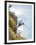 Atlantic Puffin (Fratercula Arctica)-Arctic-Images-Framed Photographic Print