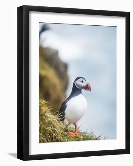 Atlantic Puffin (Fratercula Arctica)-Arctic-Images-Framed Photographic Print