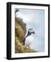 Atlantic Puffin (Fratercula Arctica)-Arctic-Images-Framed Photographic Print