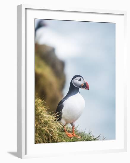 Atlantic Puffin (Fratercula Arctica)-Arctic-Images-Framed Photographic Print