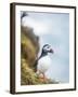 Atlantic Puffin (Fratercula Arctica)-Arctic-Images-Framed Photographic Print