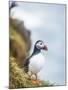 Atlantic Puffin (Fratercula Arctica)-Arctic-Images-Mounted Photographic Print