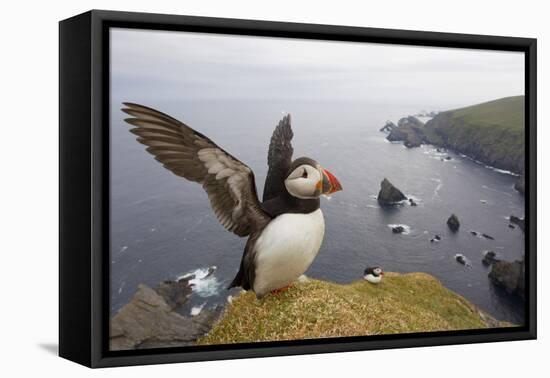 Atlantic Puffin (Fratercula Artica) Adult on Breeding Cliffs. Hermaness Nnr, Shetland, UK, June-Mark Hamblin-Framed Stretched Canvas