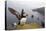 Atlantic Puffin (Fratercula Artica) Adult on Breeding Cliffs. Hermaness Nnr, Shetland, UK, June-Mark Hamblin-Stretched Canvas