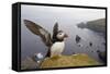 Atlantic Puffin (Fratercula Artica) Adult on Breeding Cliffs. Hermaness Nnr, Shetland, UK, June-Mark Hamblin-Framed Stretched Canvas