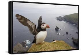 Atlantic Puffin (Fratercula Artica) Adult on Breeding Cliffs. Hermaness Nnr, Shetland, UK, June-Mark Hamblin-Framed Stretched Canvas