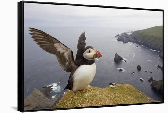 Atlantic Puffin (Fratercula Artica) Adult on Breeding Cliffs. Hermaness Nnr, Shetland, UK, June-Mark Hamblin-Framed Stretched Canvas