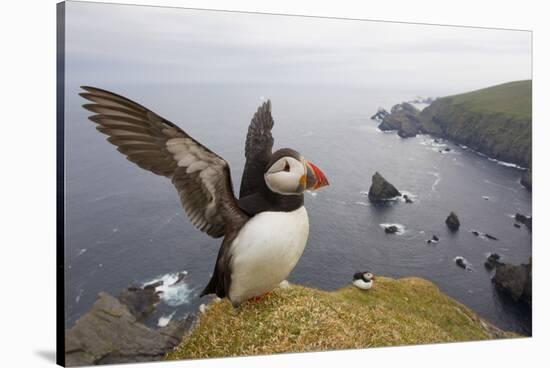 Atlantic Puffin (Fratercula Artica) Adult on Breeding Cliffs. Hermaness Nnr, Shetland, UK, June-Mark Hamblin-Stretched Canvas