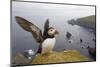 Atlantic Puffin (Fratercula Artica) Adult on Breeding Cliffs. Hermaness Nnr, Shetland, UK, June-Mark Hamblin-Mounted Premium Photographic Print