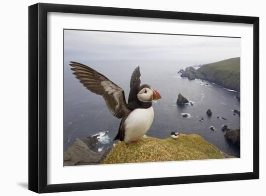 Atlantic Puffin (Fratercula Artica) Adult on Breeding Cliffs. Hermaness Nnr, Shetland, UK, June-Mark Hamblin-Framed Photographic Print