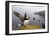 Atlantic Puffin (Fratercula Artica) Adult on Breeding Cliffs. Hermaness Nnr, Shetland, UK, June-Mark Hamblin-Framed Photographic Print