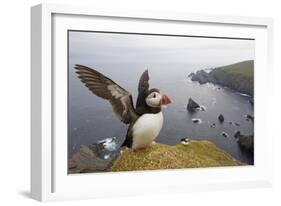 Atlantic Puffin (Fratercula Artica) Adult on Breeding Cliffs. Hermaness Nnr, Shetland, UK, June-Mark Hamblin-Framed Photographic Print