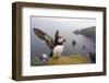 Atlantic Puffin (Fratercula Artica) Adult on Breeding Cliffs. Hermaness Nnr, Shetland, UK, June-Mark Hamblin-Framed Photographic Print