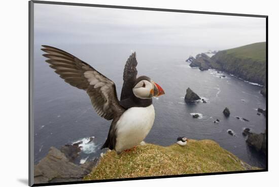 Atlantic Puffin (Fratercula Artica) Adult on Breeding Cliffs. Hermaness Nnr, Shetland, UK, June-Mark Hamblin-Mounted Photographic Print