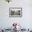 Atlantic Puffin (Fratercula Artica) Adult on Breeding Cliffs. Hermaness Nnr, Shetland, UK, June-Mark Hamblin-Framed Photographic Print displayed on a wall