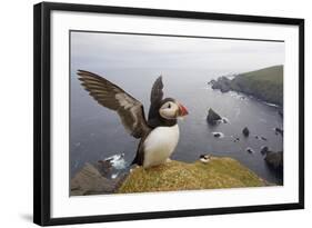 Atlantic Puffin (Fratercula Artica) Adult on Breeding Cliffs. Hermaness Nnr, Shetland, UK, June-Mark Hamblin-Framed Photographic Print