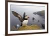 Atlantic Puffin (Fratercula Artica) Adult on Breeding Cliffs. Hermaness Nnr, Shetland, UK, June-Mark Hamblin-Framed Photographic Print