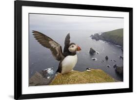 Atlantic Puffin (Fratercula Artica) Adult on Breeding Cliffs. Hermaness Nnr, Shetland, UK, June-Mark Hamblin-Framed Photographic Print