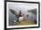 Atlantic Puffin (Fratercula Artica) Adult on Breeding Cliffs. Hermaness Nnr, Shetland, UK, June-Mark Hamblin-Framed Photographic Print