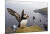 Atlantic Puffin (Fratercula Artica) Adult on Breeding Cliffs. Hermaness Nnr, Shetland, UK, June-Mark Hamblin-Mounted Photographic Print