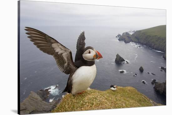 Atlantic Puffin (Fratercula Artica) Adult on Breeding Cliffs. Hermaness Nnr, Shetland, UK, June-Mark Hamblin-Stretched Canvas