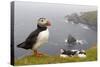 Atlantic Puffin (Fratercula Artica) Adults on Breeding Cliffs. Hermaness Nnr, Shetland, UK, June-Mark Hamblin-Stretched Canvas