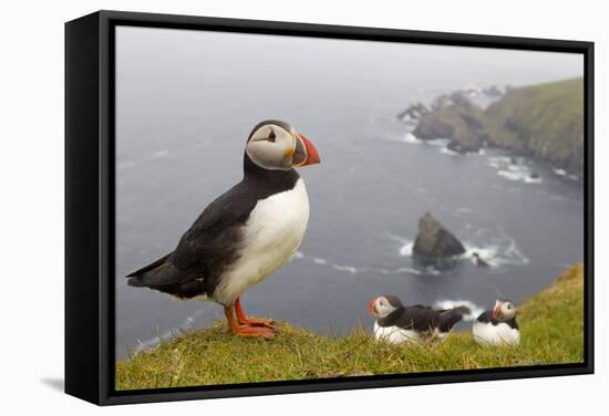 Atlantic Puffin (Fratercula Artica) Adults on Breeding Cliffs. Hermaness Nnr, Shetland, UK, June-Mark Hamblin-Framed Stretched Canvas