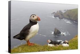 Atlantic Puffin (Fratercula Artica) Adults on Breeding Cliffs. Hermaness Nnr, Shetland, UK, June-Mark Hamblin-Stretched Canvas