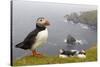 Atlantic Puffin (Fratercula Artica) Adults on Breeding Cliffs. Hermaness Nnr, Shetland, UK, June-Mark Hamblin-Stretched Canvas