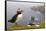 Atlantic Puffin (Fratercula Artica) Adults on Breeding Cliffs. Hermaness Nnr, Shetland, UK, June-Mark Hamblin-Framed Stretched Canvas