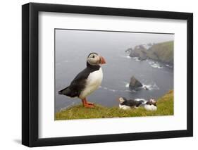 Atlantic Puffin (Fratercula Artica) Adults on Breeding Cliffs. Hermaness Nnr, Shetland, UK, June-Mark Hamblin-Framed Premium Photographic Print