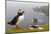 Atlantic Puffin (Fratercula Artica) Adults on Breeding Cliffs. Hermaness Nnr, Shetland, UK, June-Mark Hamblin-Mounted Premium Photographic Print