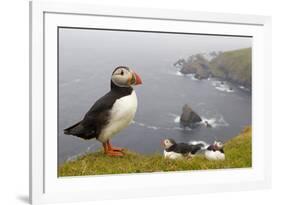 Atlantic Puffin (Fratercula Artica) Adults on Breeding Cliffs. Hermaness Nnr, Shetland, UK, June-Mark Hamblin-Framed Photographic Print