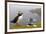 Atlantic Puffin (Fratercula Artica) Adults on Breeding Cliffs. Hermaness Nnr, Shetland, UK, June-Mark Hamblin-Framed Photographic Print