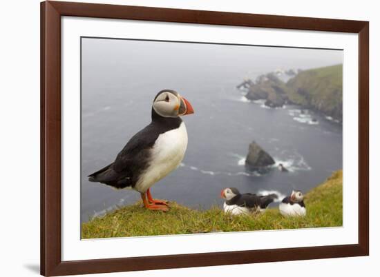 Atlantic Puffin (Fratercula Artica) Adults on Breeding Cliffs. Hermaness Nnr, Shetland, UK, June-Mark Hamblin-Framed Photographic Print