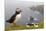 Atlantic Puffin (Fratercula Artica) Adults on Breeding Cliffs. Hermaness Nnr, Shetland, UK, June-Mark Hamblin-Mounted Photographic Print