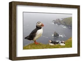 Atlantic Puffin (Fratercula Artica) Adults on Breeding Cliffs. Hermaness Nnr, Shetland, UK, June-Mark Hamblin-Framed Photographic Print