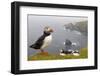 Atlantic Puffin (Fratercula Artica) Adults on Breeding Cliffs. Hermaness Nnr, Shetland, UK, June-Mark Hamblin-Framed Photographic Print