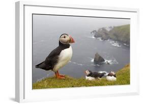 Atlantic Puffin (Fratercula Artica) Adults on Breeding Cliffs. Hermaness Nnr, Shetland, UK, June-Mark Hamblin-Framed Photographic Print