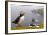 Atlantic Puffin (Fratercula Artica) Adults on Breeding Cliffs. Hermaness Nnr, Shetland, UK, June-Mark Hamblin-Framed Photographic Print