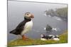 Atlantic Puffin (Fratercula Artica) Adults on Breeding Cliffs. Hermaness Nnr, Shetland, UK, June-Mark Hamblin-Mounted Photographic Print